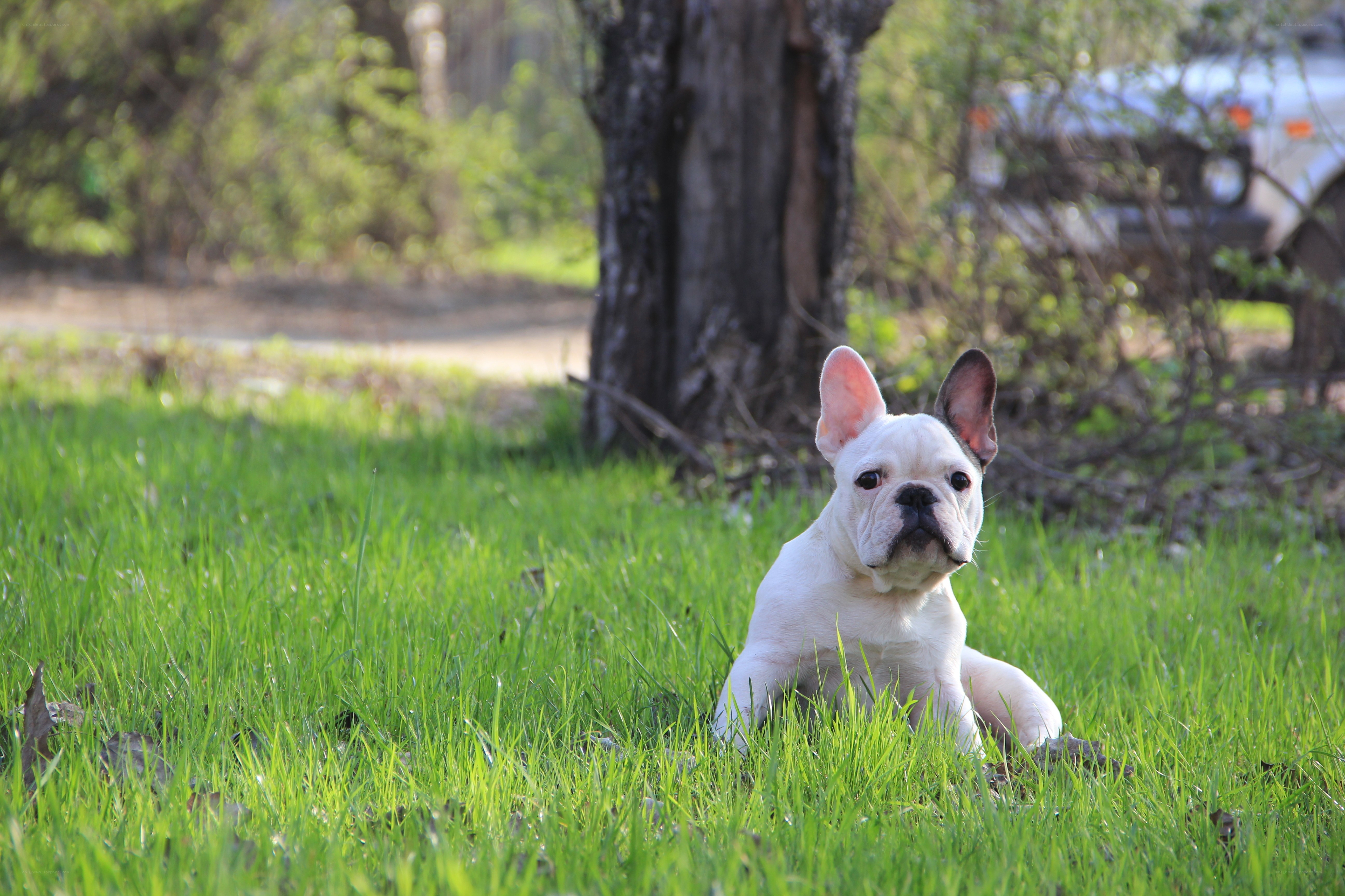 French bulldog in green grass