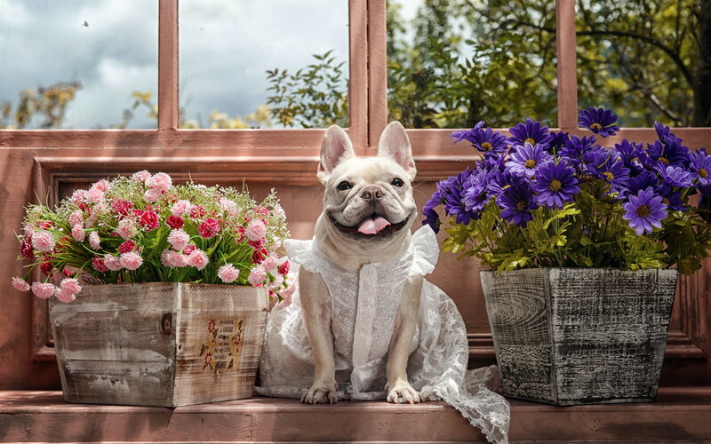 French bulldog in lace dress