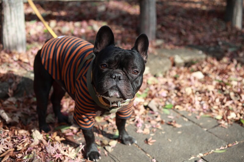 French bulldog in striped sweater