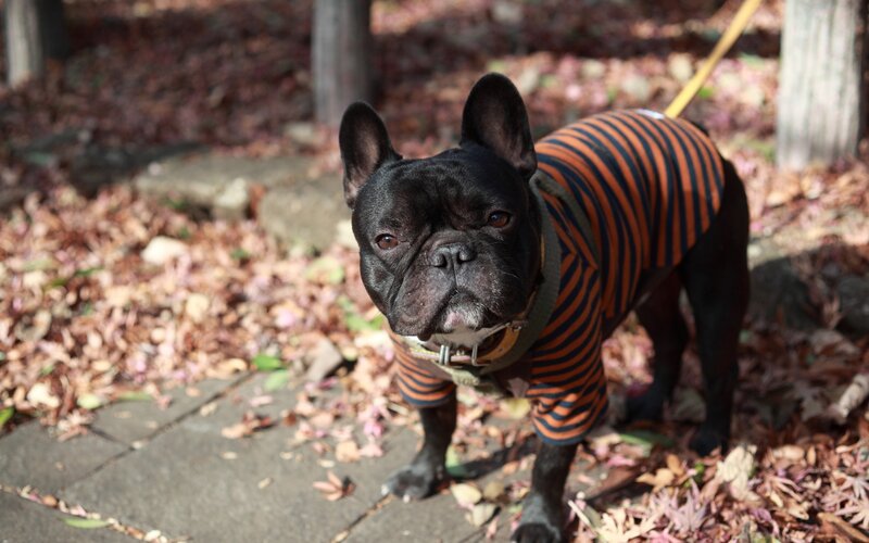 French bulldog in striped sweater