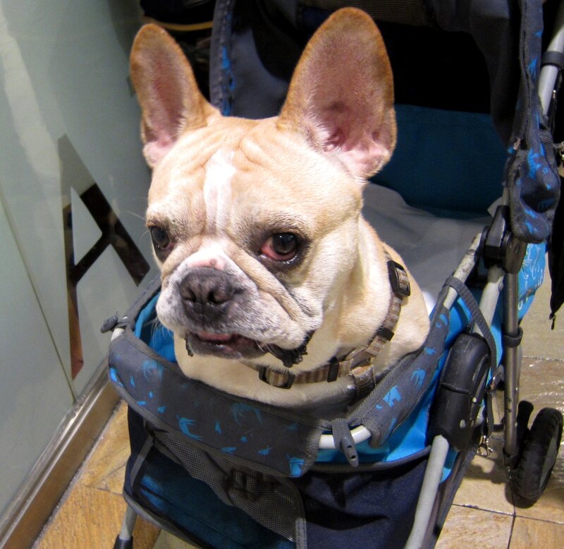 French Bulldog in Stroller