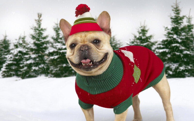 French Bulldog in Sweater