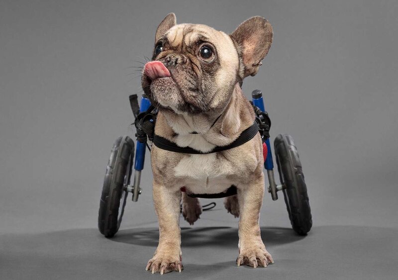 French Bulldog in Wheelchair