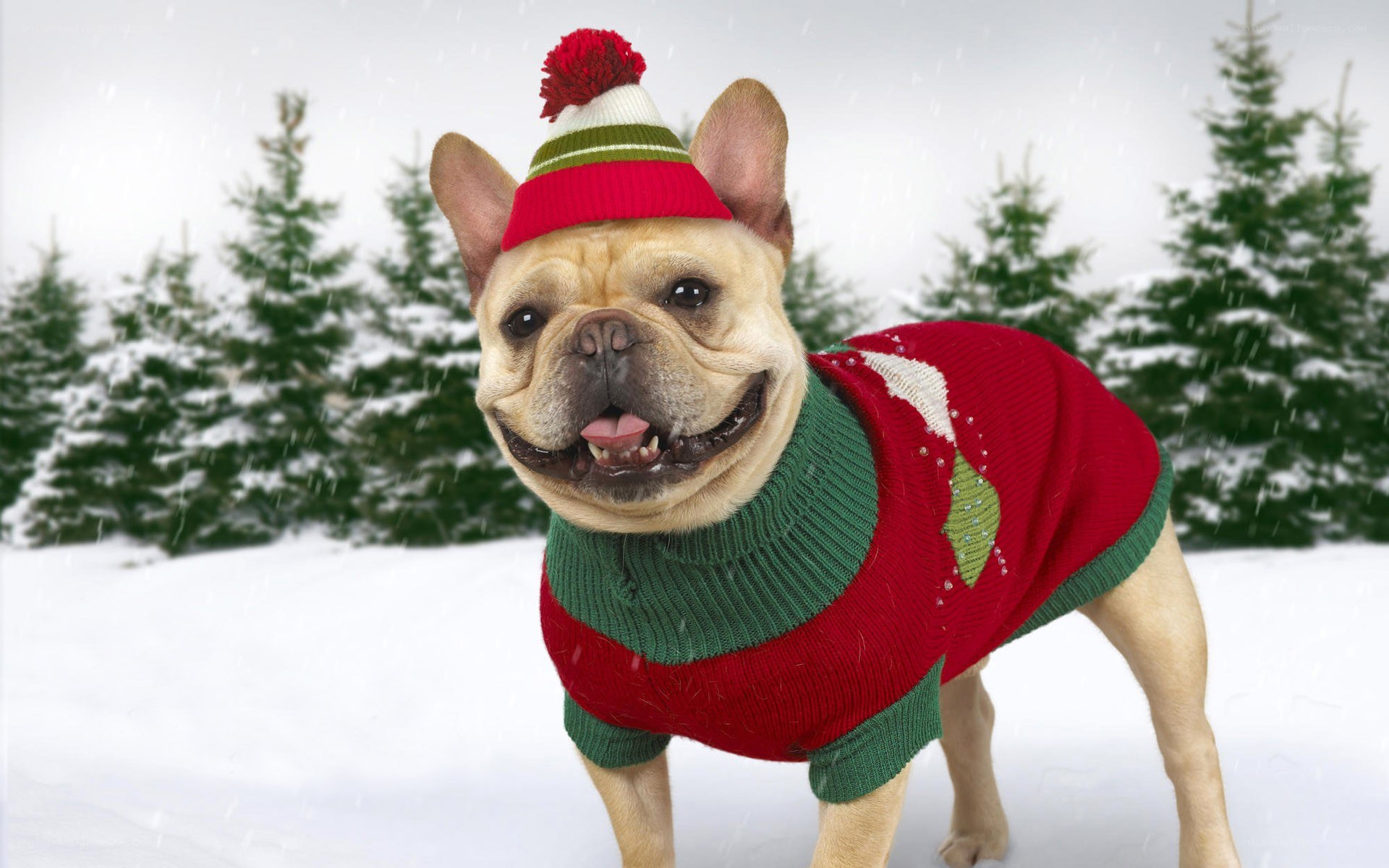French bulldog in winter clothes