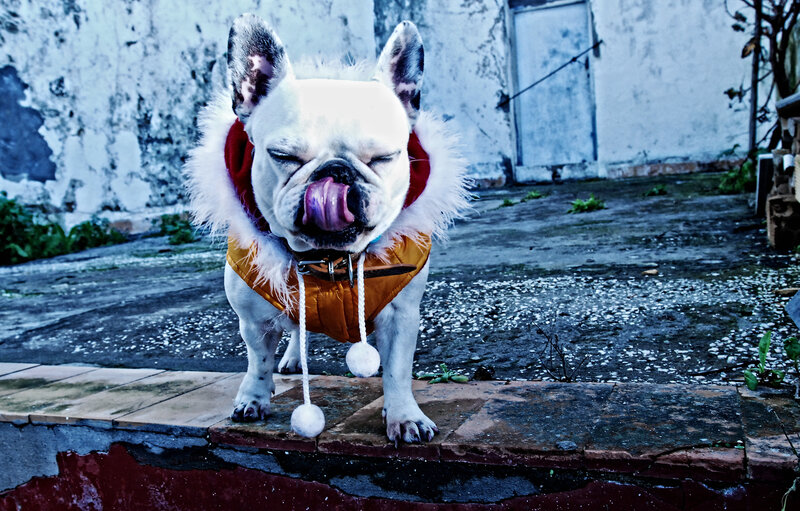 French bulldog in winter coat
