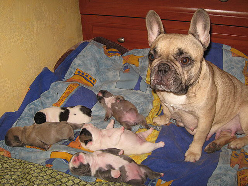French Bulldog Mother with Puppies