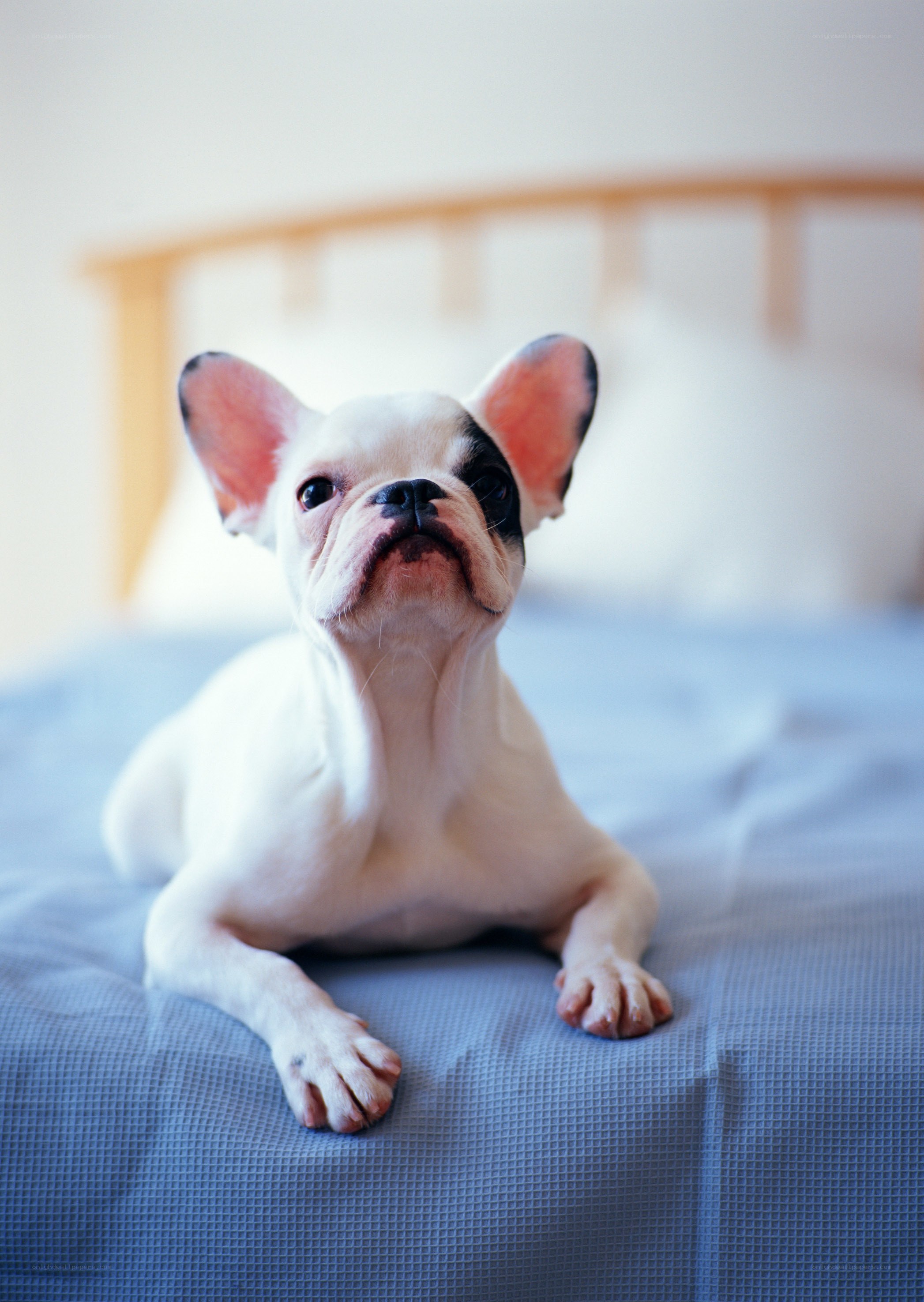 French bulldog on a bed