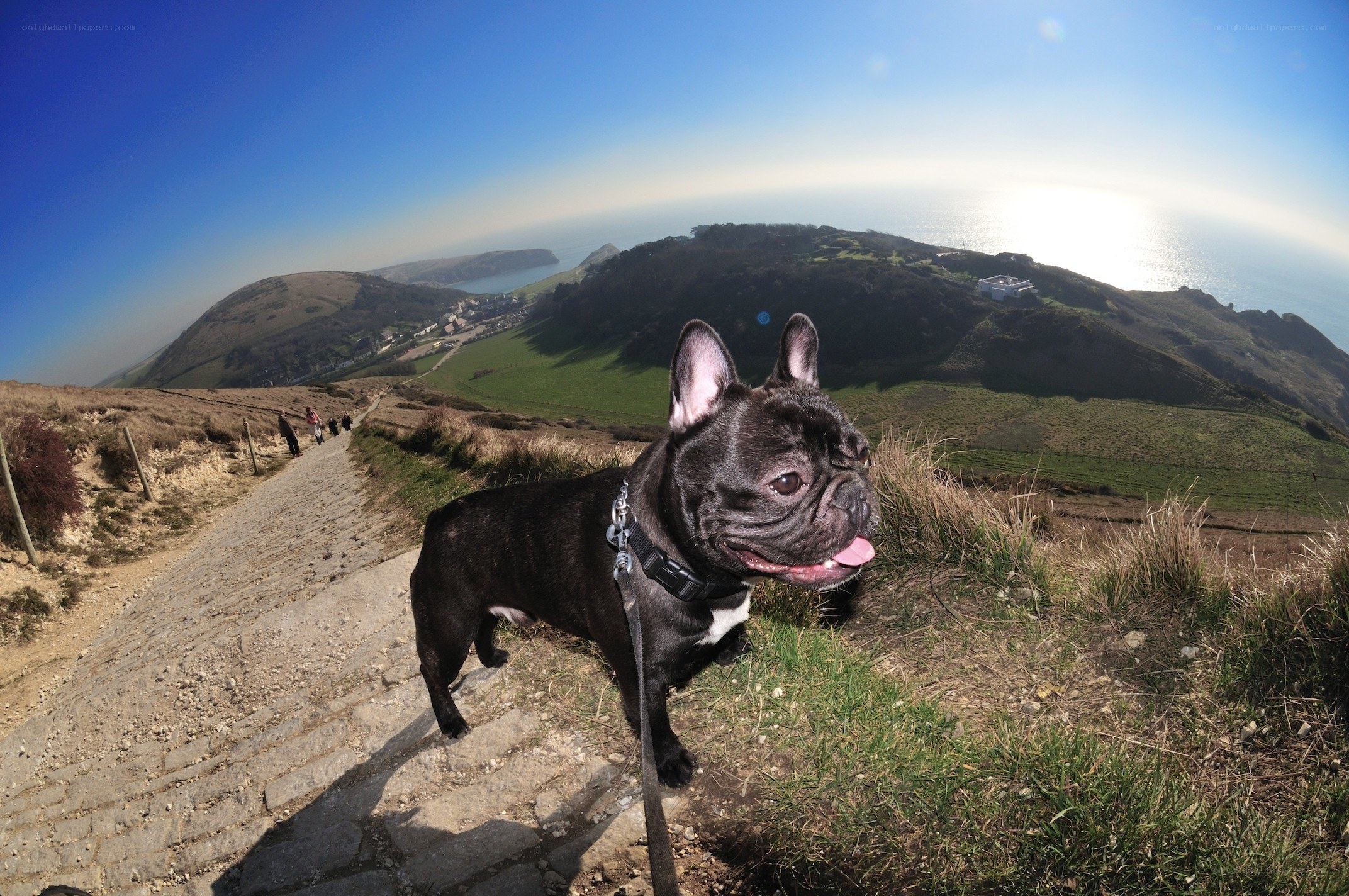 French bulldog on a coastal path