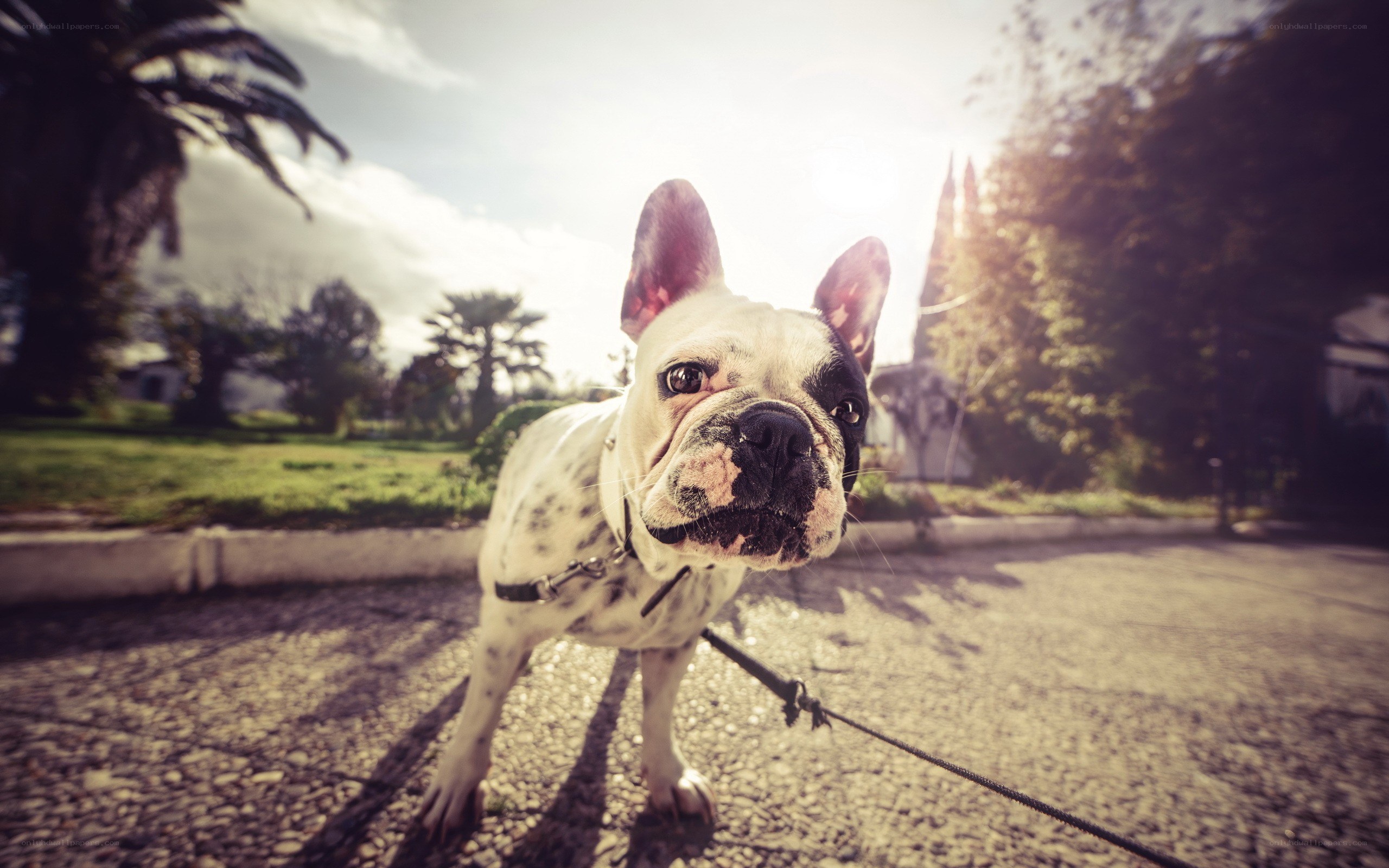 French bulldog on a leash