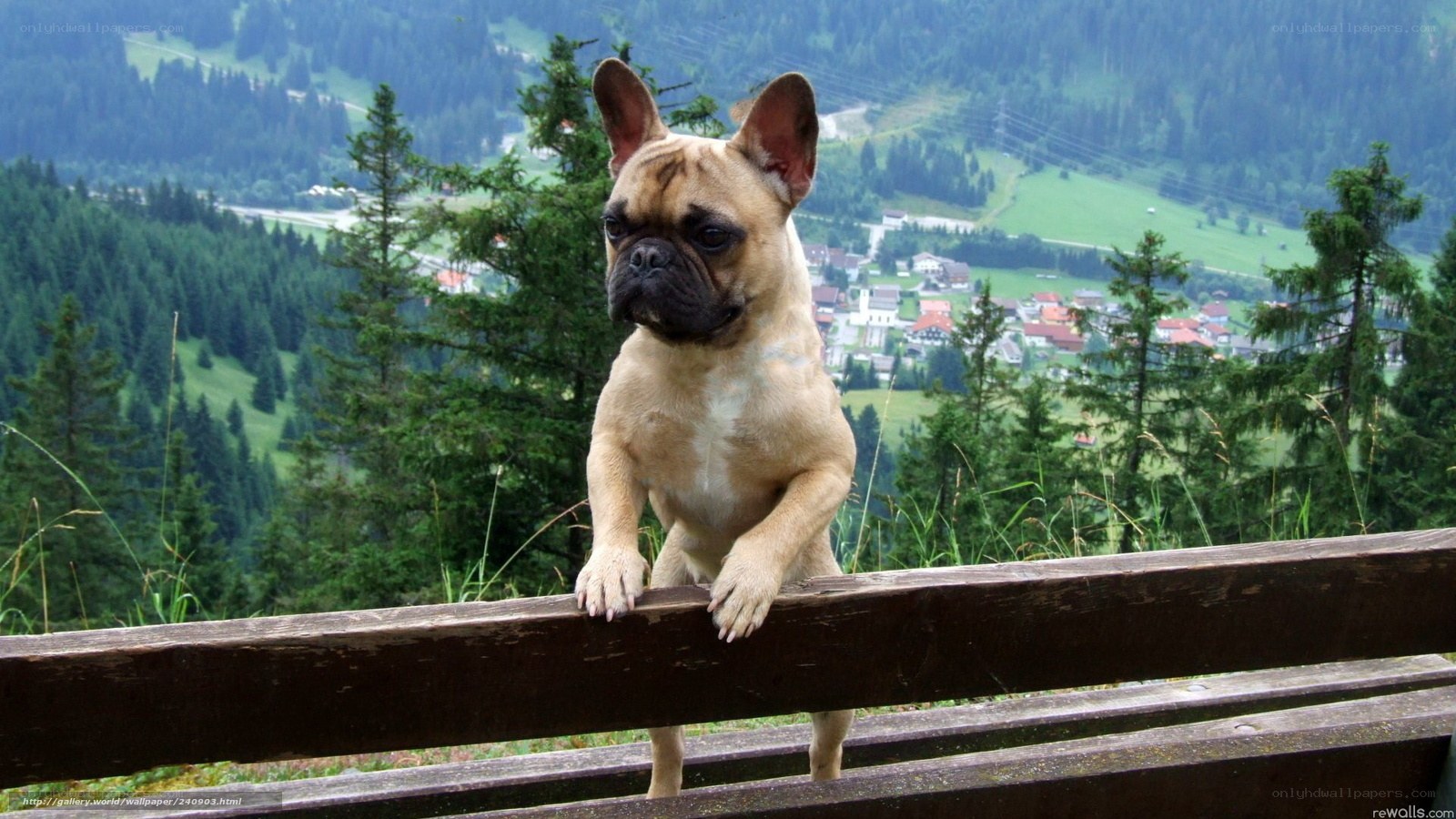 French bulldog on a mountain view