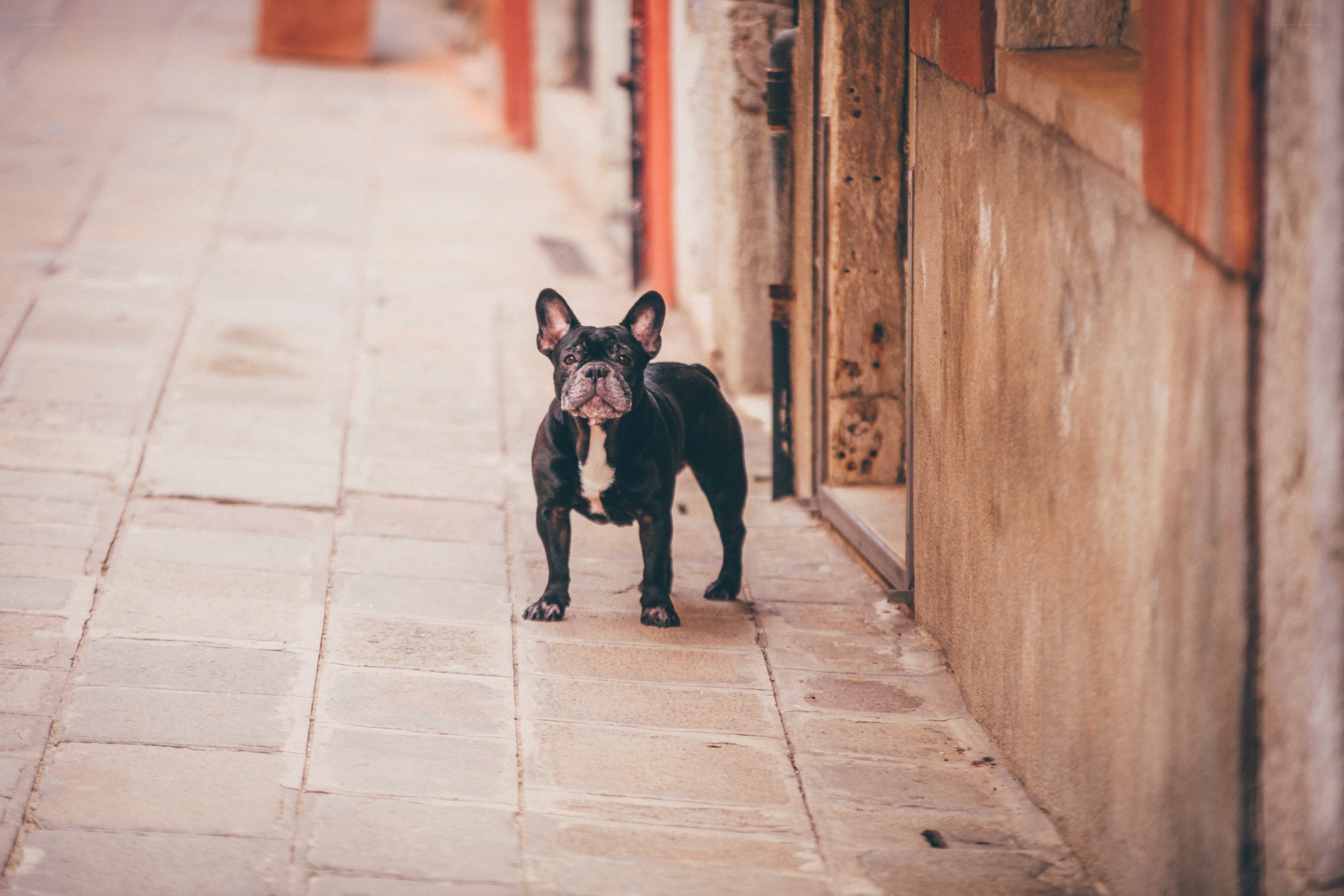 French bulldog on a stone path