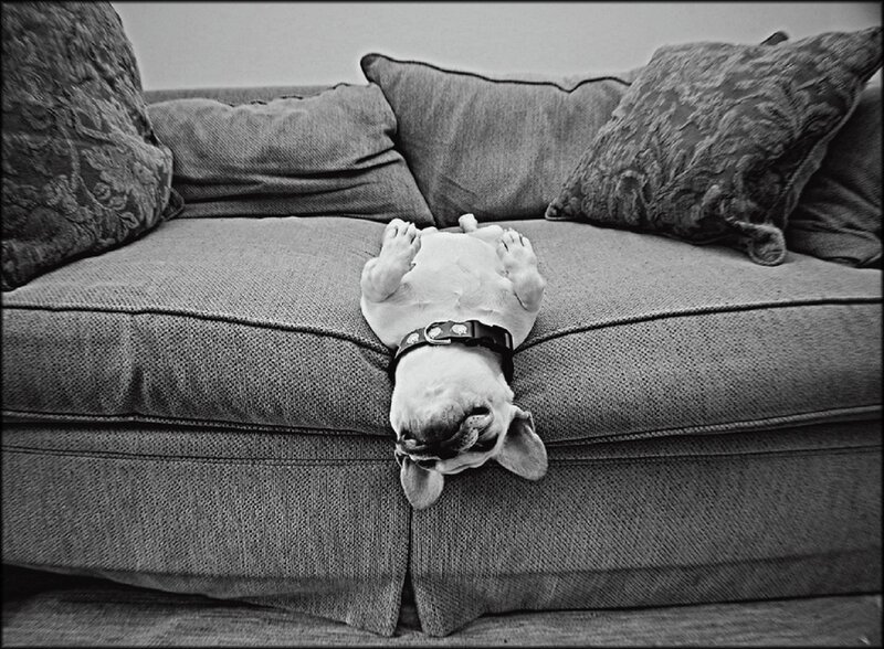 French Bulldog on Couch