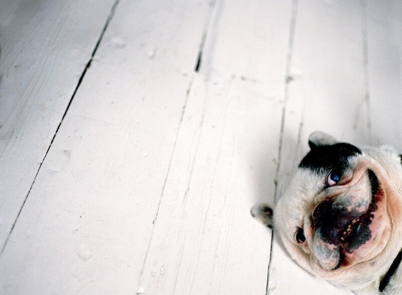 French Bulldog on Floor