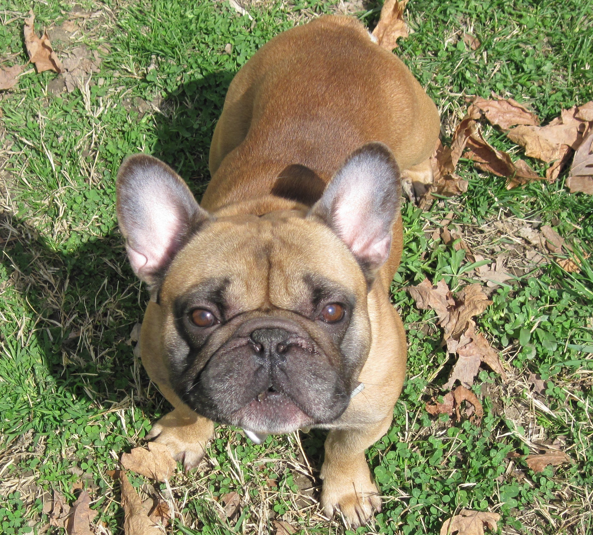 French bulldog on grass