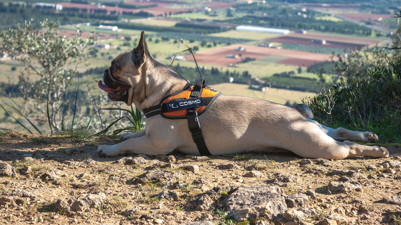 French Bulldog on Hill