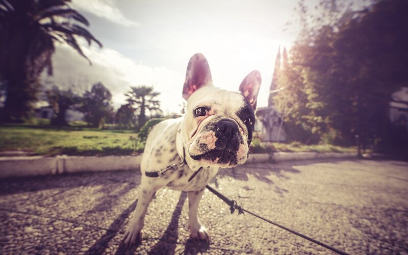 French Bulldog on Leash — White, Dramatic, Afternoon