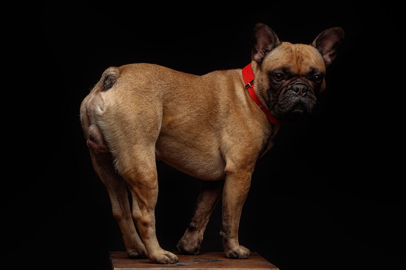 French Bulldog on Platform