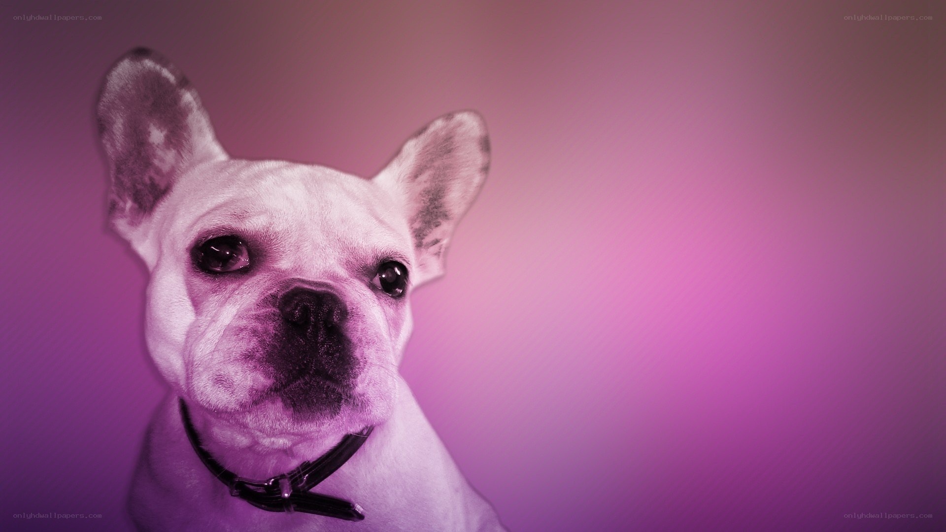 French bulldog on purple background