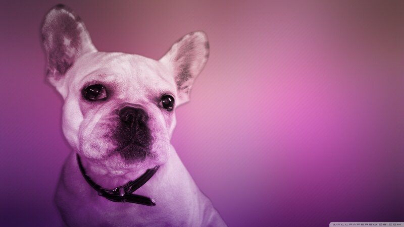 French Bulldog on Purple