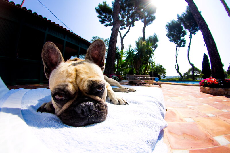 French Bulldog on Towel