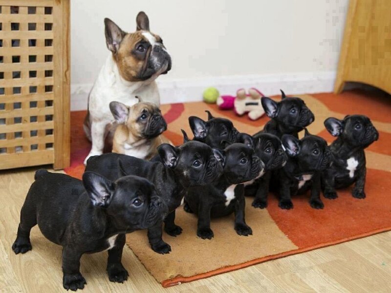 French Bulldog Puppies — Black, Calm