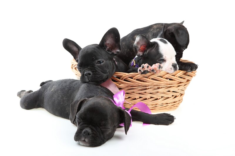 French Bulldog Puppies — Black, Peaceful