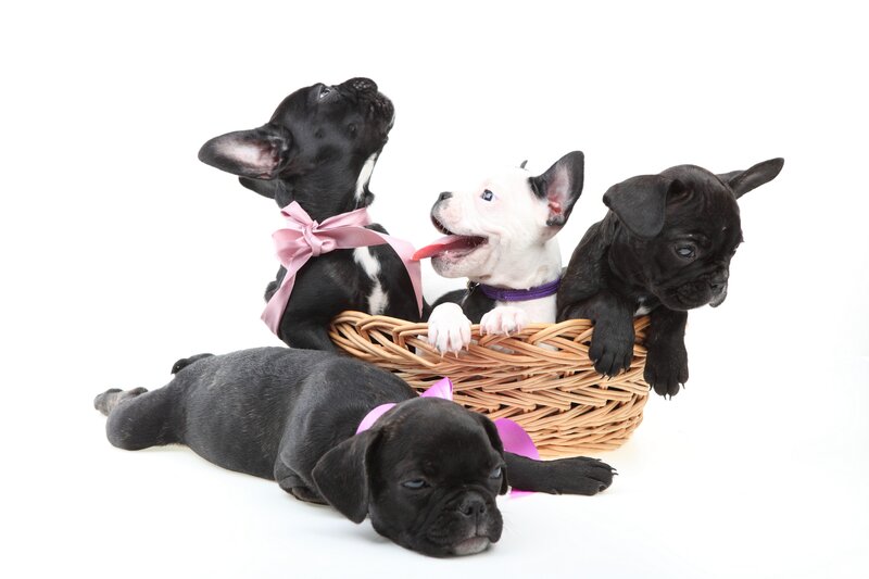 French Bulldog Puppies — Black, Playful