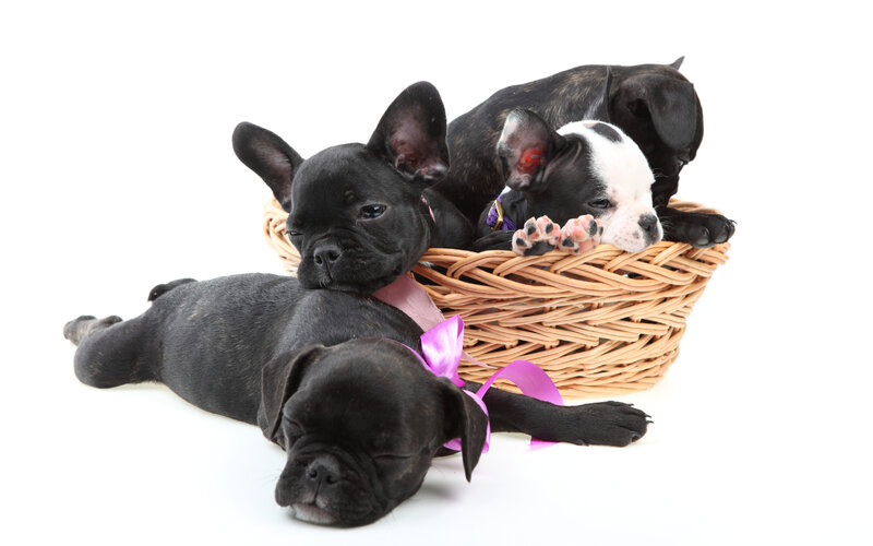 French Bulldog Puppies — Black