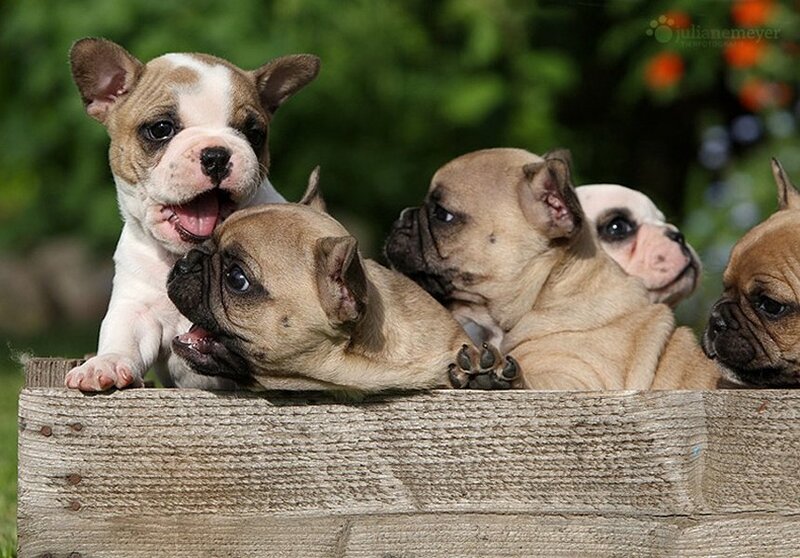 French Bulldog Puppies — Brown, Playful
