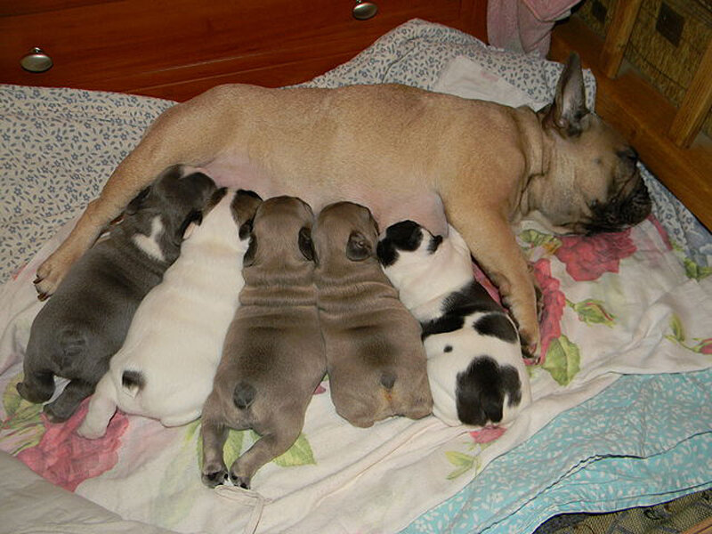 French Bulldog Puppies — Brown