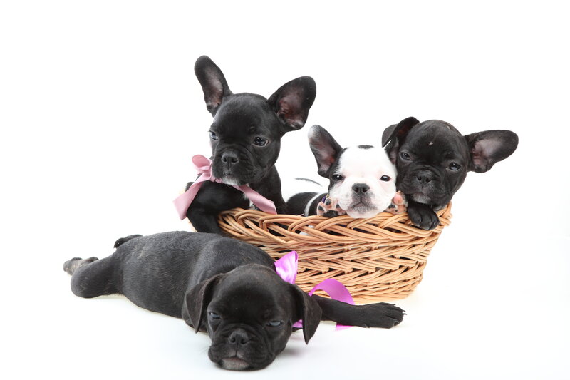 French Bulldog Puppies