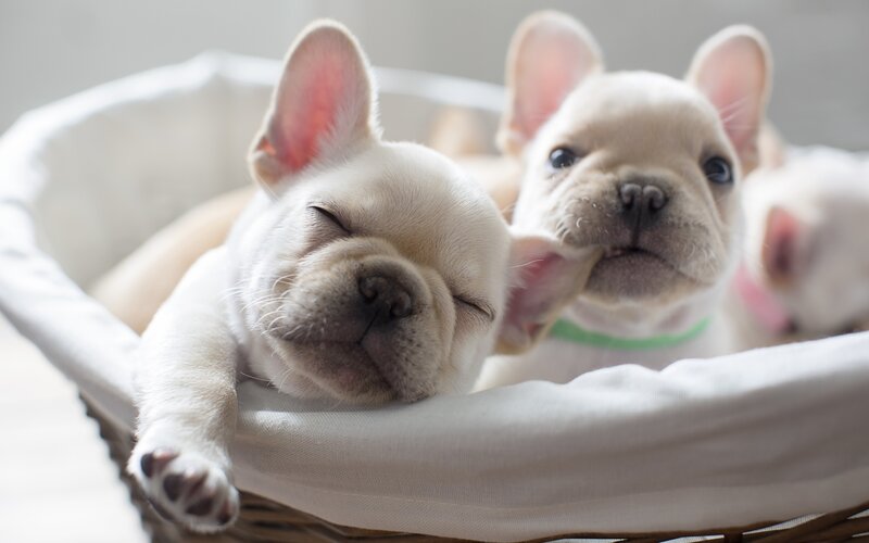 French Bulldog Puppies — White