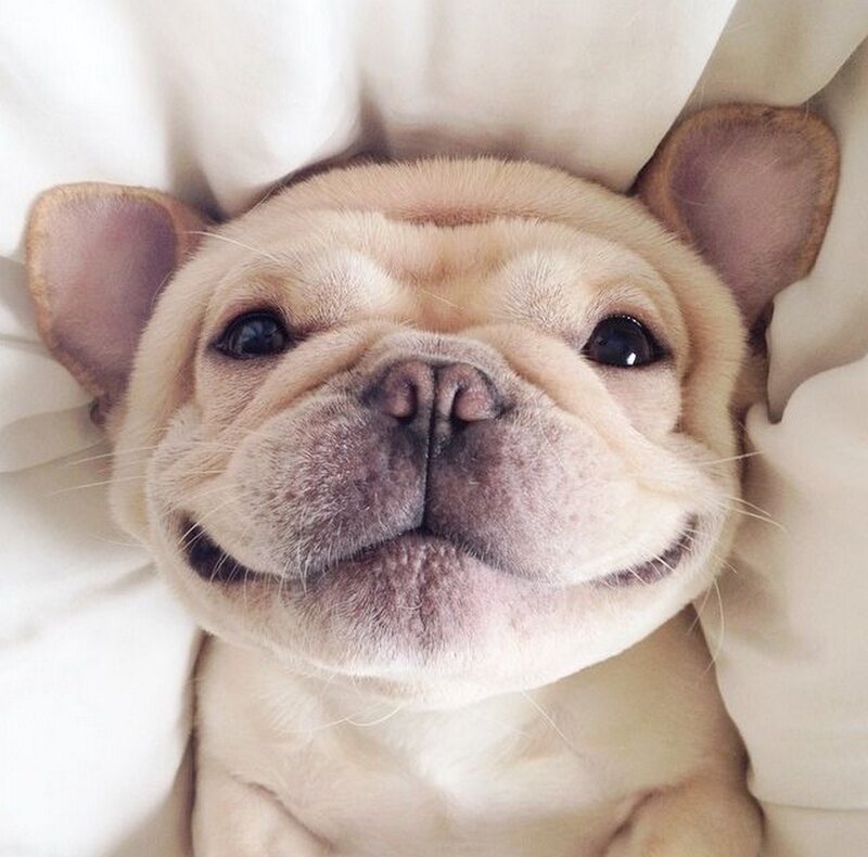 French Bulldog Puppy — Beige, Calm