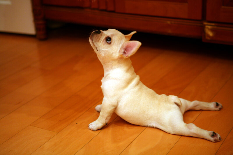 French Bulldog Puppy — Beige