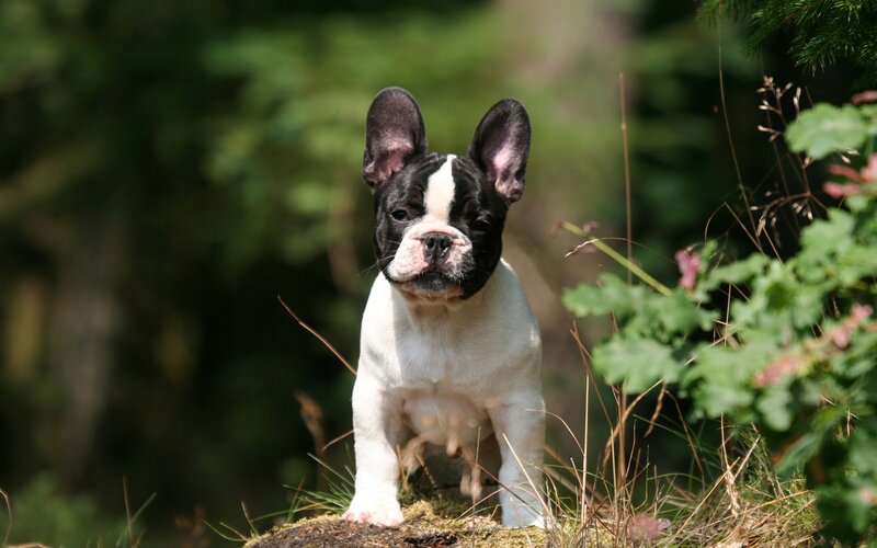 French Bulldog Puppy — Black, Calm