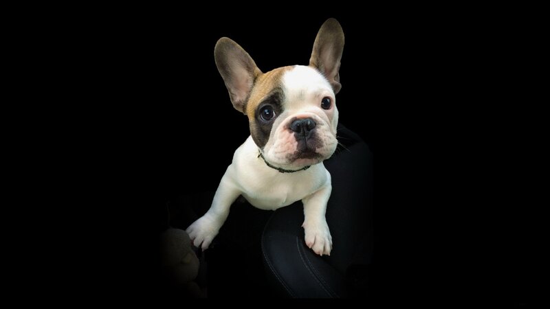 French Bulldog Puppy — Black, Dramatic