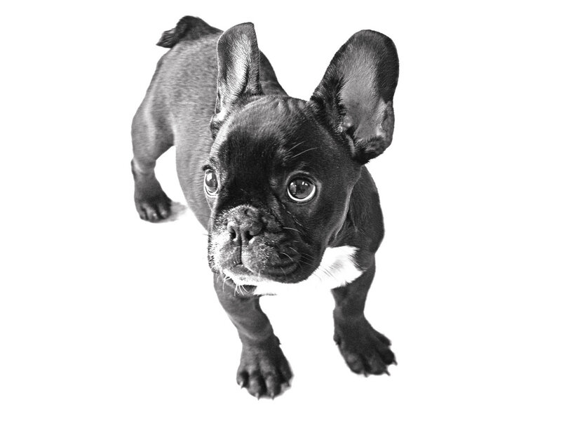 French Bulldog Puppy — Black, Neutral