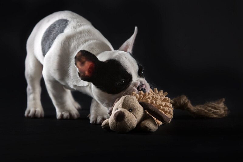French Bulldog Puppy — Black