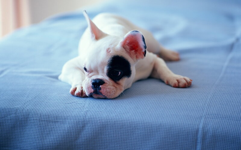French Bulldog Puppy — Blue, Calm
