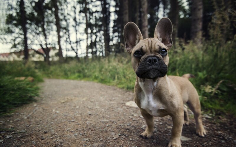 French Bulldog Puppy — Brown, Calm, Afternoon, Photograph, Path