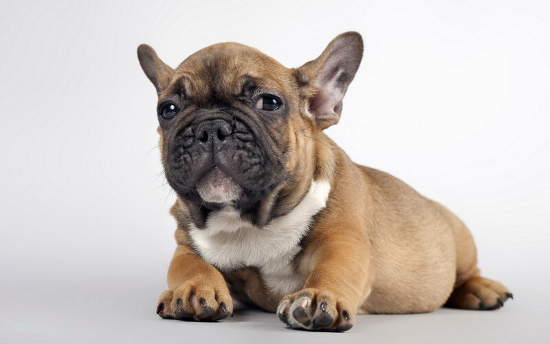 French Bulldog Puppy — Brown, Calm, Photograph