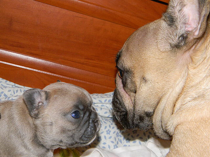 French Bulldog Puppy — Brown, Calm
