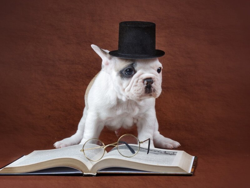 French Bulldog Puppy — Brown, Comical, Photograph