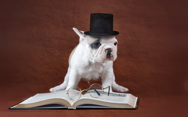 French Bulldog Puppy — Brown, Comical