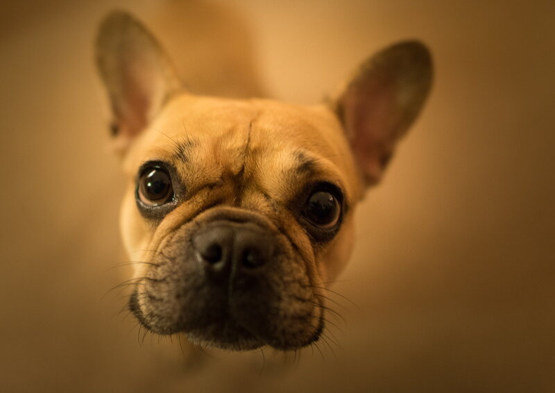 French Bulldog Puppy — Brown, Curious