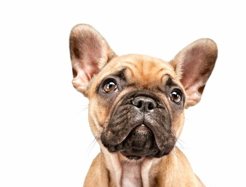 French Bulldog Puppy — Brown, Innocent