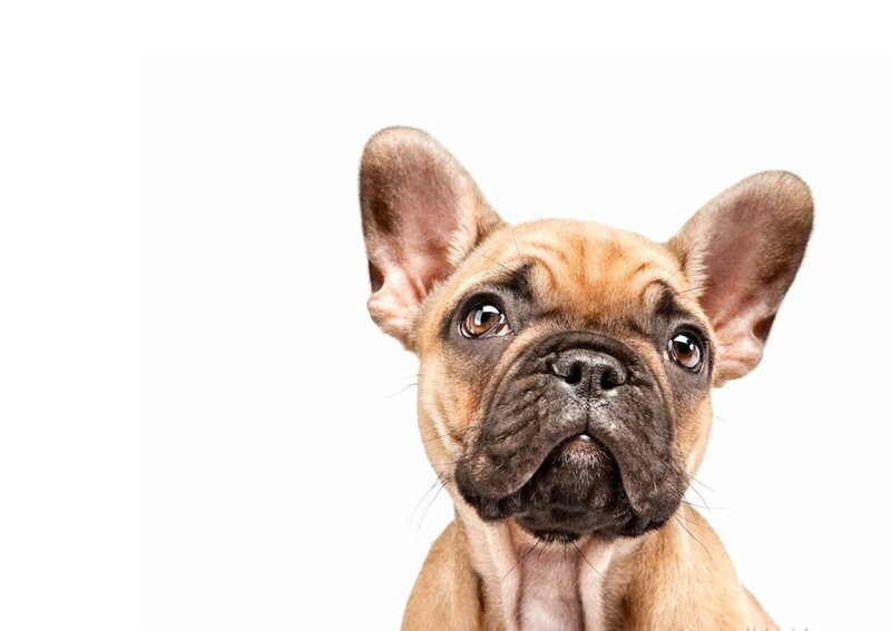 French Bulldog Puppy — Brown, Neutral