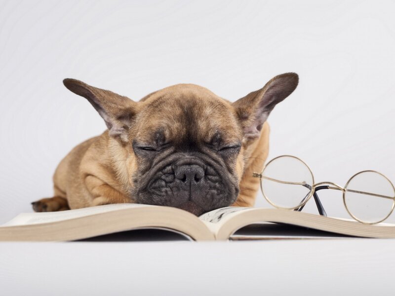 French Bulldog Puppy — Brown, Peaceful