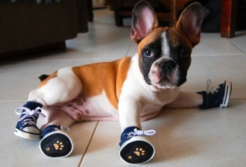 French Bulldog Puppy — Brown