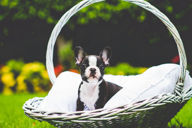 French Bulldog Puppy — Green, Calm, Afternoon